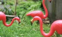 YardFlamingos