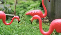 YardFlamingos